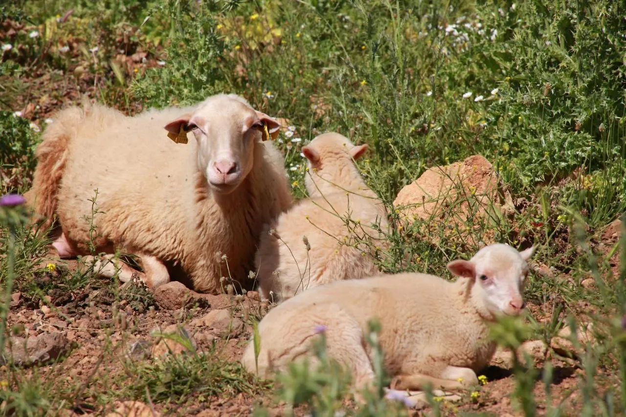 Farm stay Agroturismo Son Siurana Alcudia
